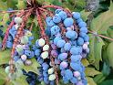 Mahonia berries_2